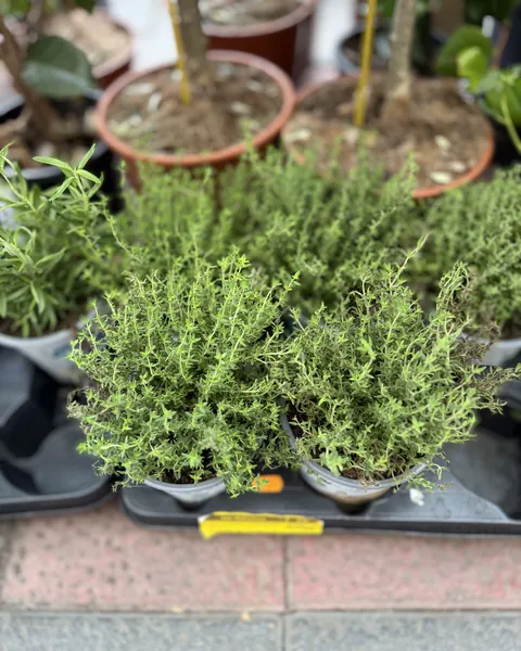 Plantas aromáticas